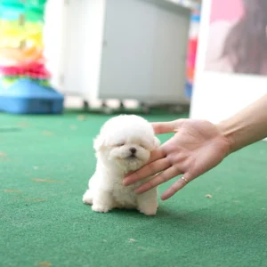 Kai