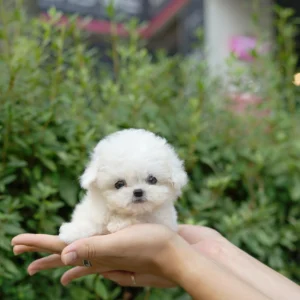 Cutie