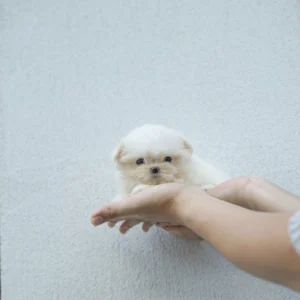 Ppochi