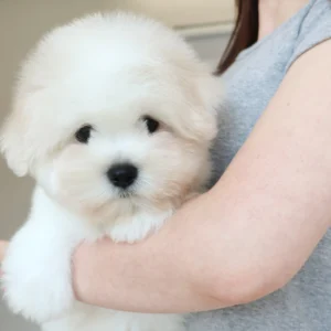 Yulmu